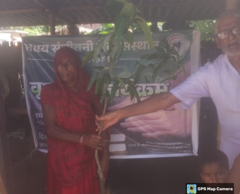 Akshay Sanjeevani plant