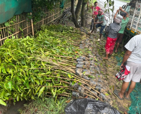 world-environment-day-plantation-drive-akshaysanjeevani-supaul-bihar-2025-13